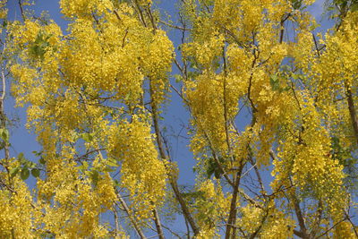 Low angle view of yellow flowering plant against sky