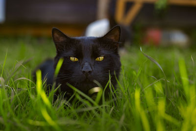 Portrait of cat on field