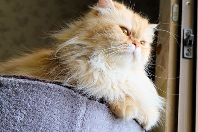 Close-up of a cat looking away