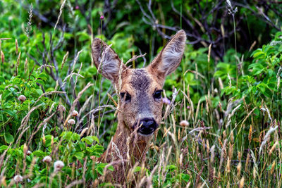 Portrait of deer on field