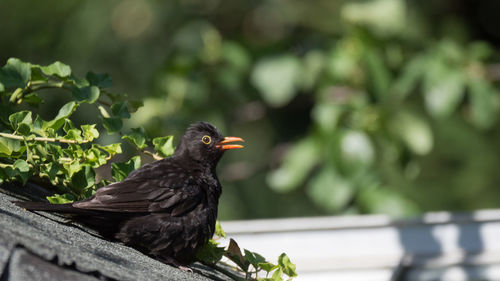 Close-up of bird perching on wood