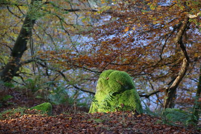 Mossy rock and trees in forest during autumn