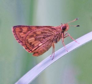 Close-up of moth on plant