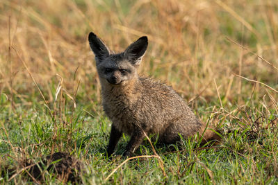 Close-up of fox sitting on land