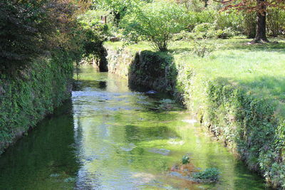 Scenic view of river in forest