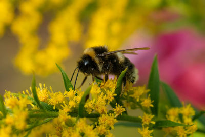 Close-up of bee on yellow flower