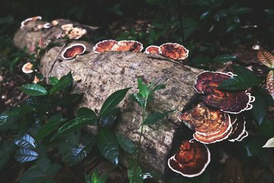 Close-up of mushrooms growing on tree trunk