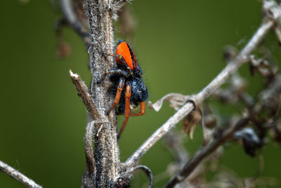 Close-up of insect on plant