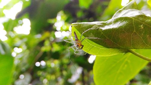 Close-up of insect on plant