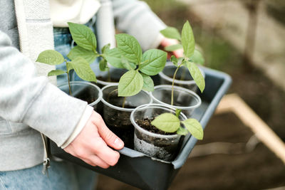 Midsection of man holding potted plant