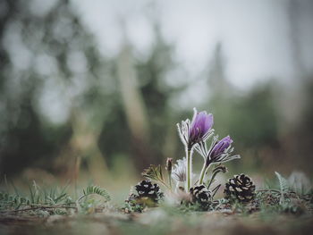 Close-up of purple flowers