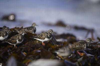 Close-up of birds in lake