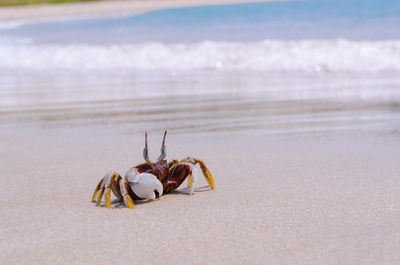 Close-up of crab on beach