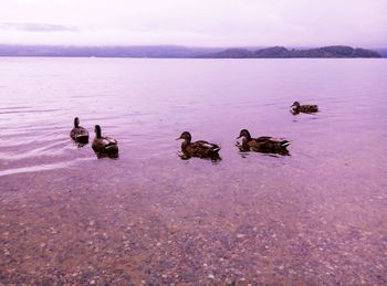 Ducks in lake against sky