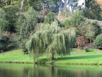 Panoramic view of pine trees in lake