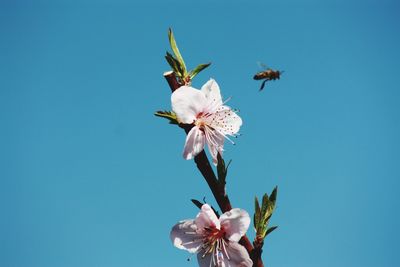 Close-up of white cherry blossoms against clear blue sky