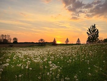 Scenic view of landscape at sunset