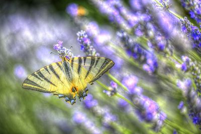 Close-up of butterfly on purple flower