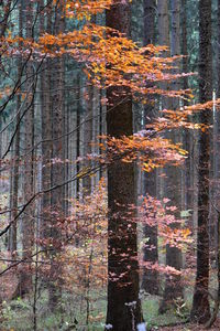 Ivy growing on tree in forest during autumn