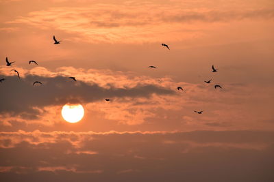 Silhouette birds flying in sky during sunset