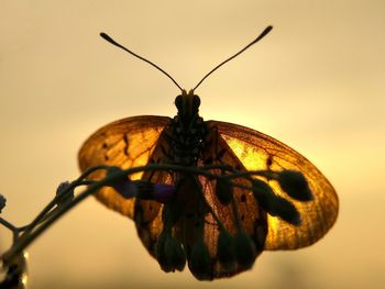 Close-up of insect on leaf
