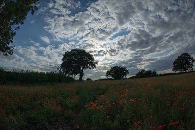 Scenic view of flowering trees on field against sky