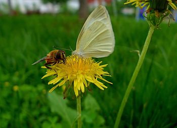 Close-up of butterfly on flower