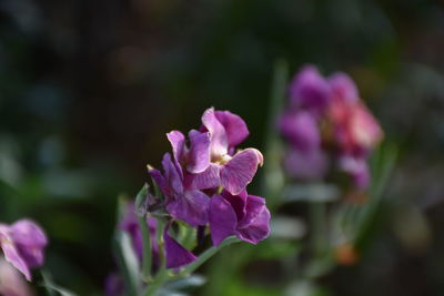 Close-up of pink flowers