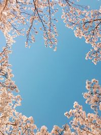 Low angle view of cherry blossom against blue sky