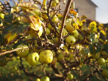 Low angle view of fruits on tree