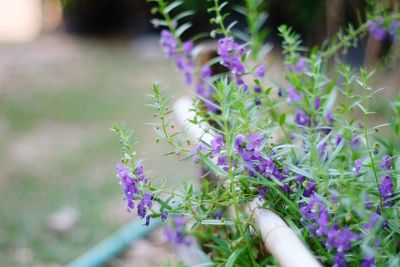 Close-up of purple flowers