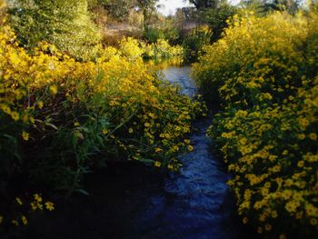 Yellow flowers in pond