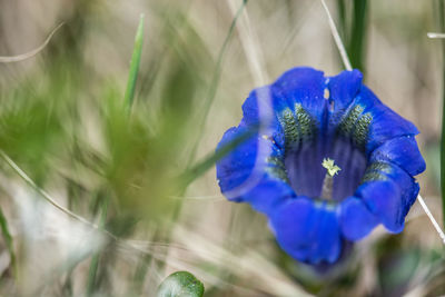 Close-up of blue flower blooming outdoors