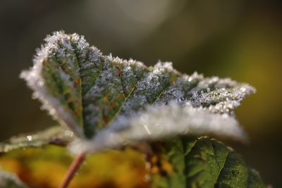 Close-up of frozen plant