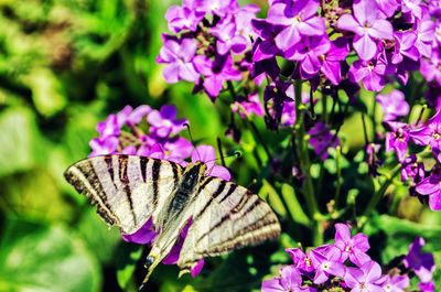 Close-up of butterfly pollinating on pink flowering plant
