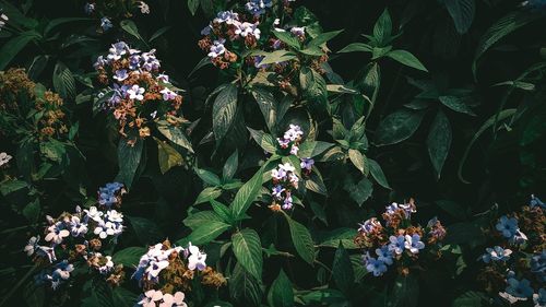 High angle view of flowering plant