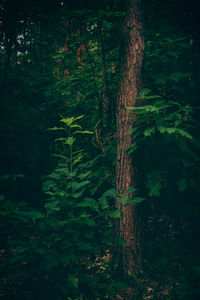 Plants growing in forest