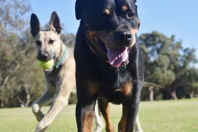 Portrait of dogs on field