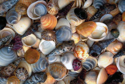 Full frame shot of shells