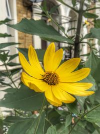Close-up of yellow flower
