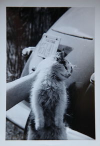 Close-up of cat