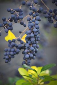 Close-up of grapes