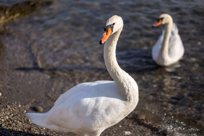 Close-up of swan in lake