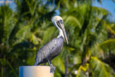 Close-up of bird perching on a tree