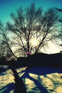 Sun shining through trees