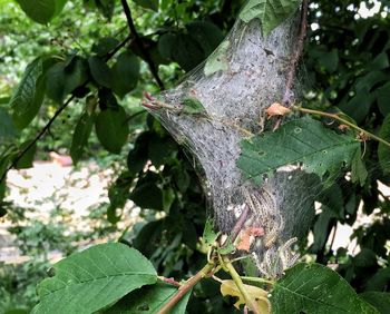 Close-up of lizard on tree trunk