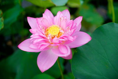 Close-up of pink water lily