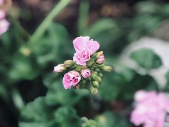 Close-up of pink flowering plant
