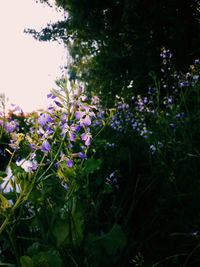 Purple flowers growing in garden