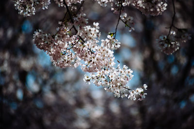 Close-up of cherry blossom tree